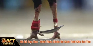 đá gà cựa dao