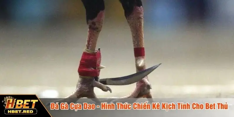 đá gà cựa dao
