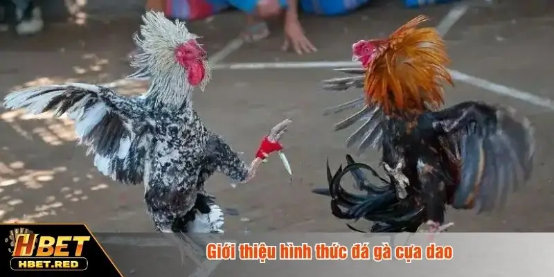 Giới thiệu hình thức đá gà cựa dao
