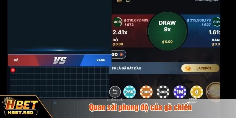 Quan sát phong độ của gà chiến