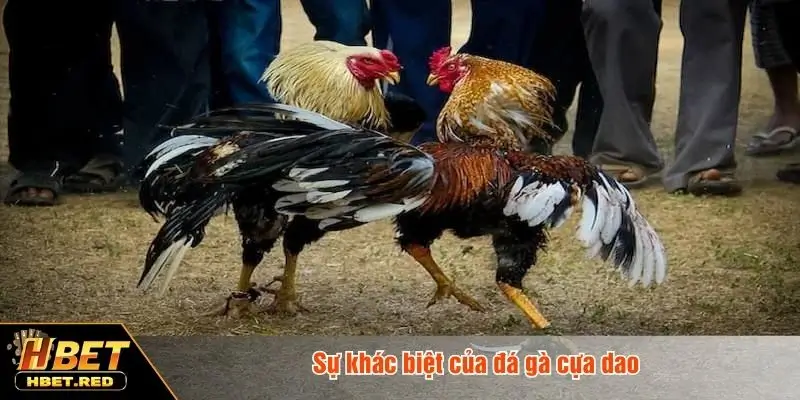 Đá gà cựa dao khác gì hình thức truyền thống?